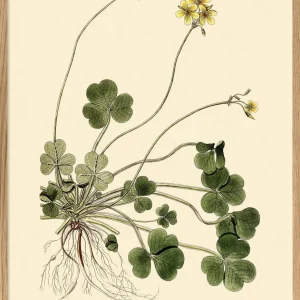 Oxalis Compressa