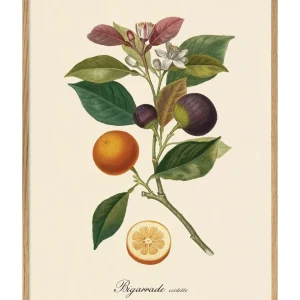 Bigarrade Violette