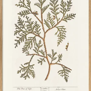 The Tree Of Life