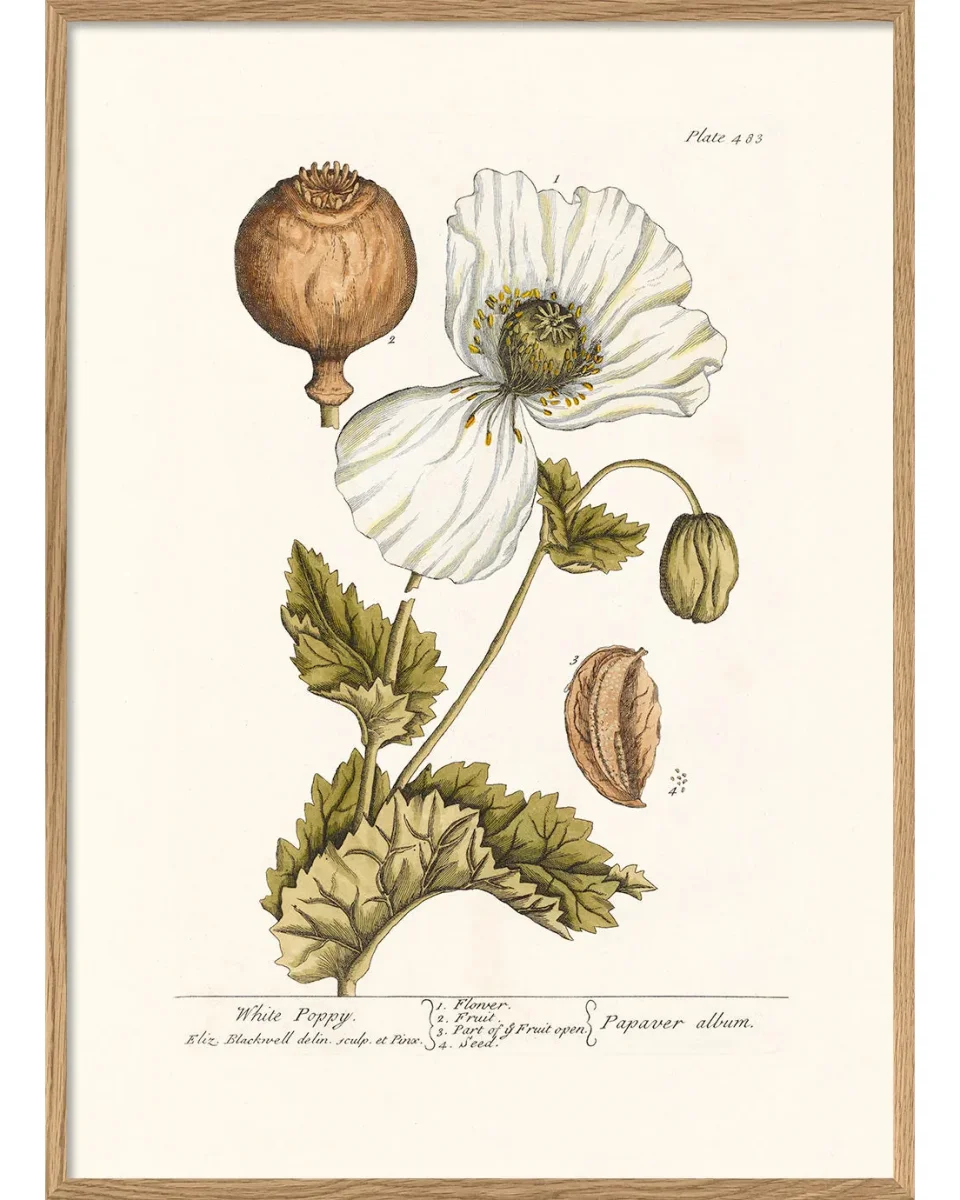 White Poppy