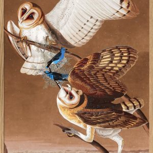 Barn Owl