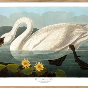 Swan