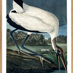 Wood Ibis
