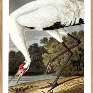 Whooping Crane