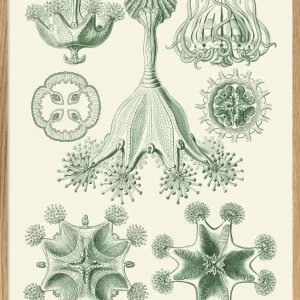 Stauromedusae