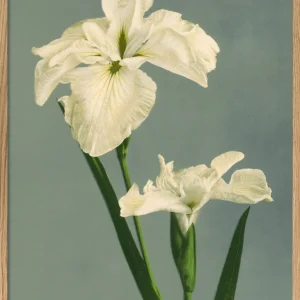 Iris Laevigata
